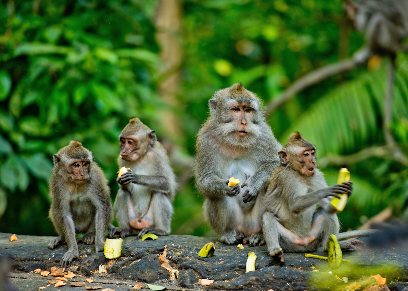 Family of monkeys in the Ubud Monkey Forest in Bali, Indonesia