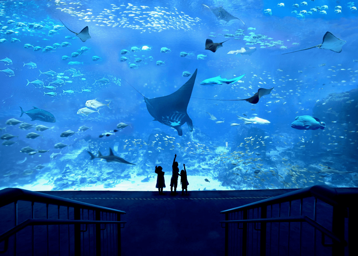sea aquarium | sentosa things to do