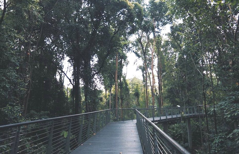 Learning Forest | Singapore Botanic Gardens
