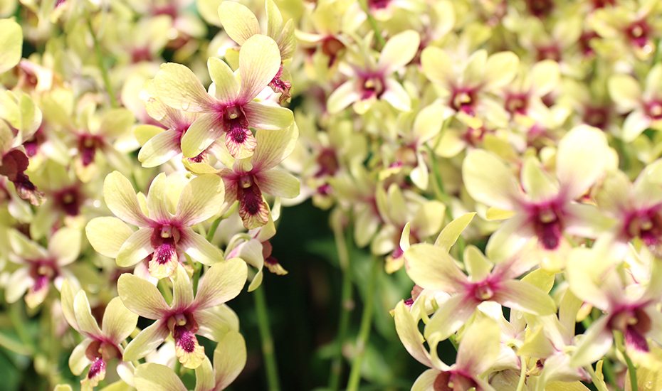 Orchid Garden | Singapore Botanic Gardens