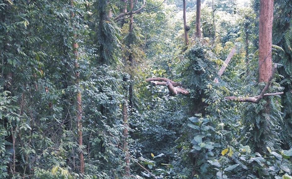 The SPH Walk of Giants | Singapore Botanic Gardens