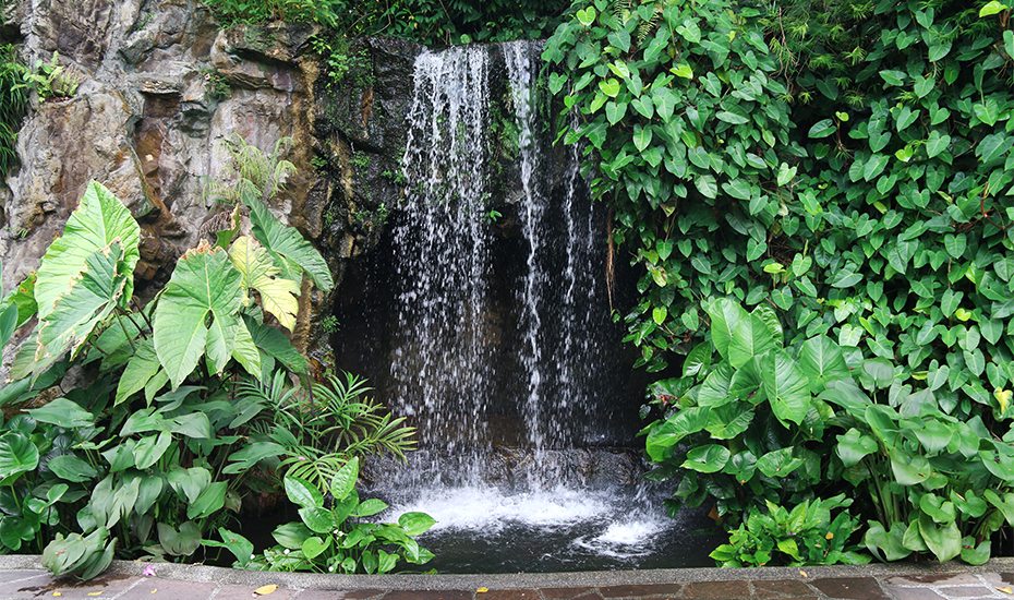 Ginger Garden | Singapore Botanic Gardens