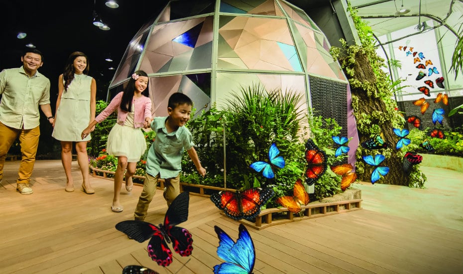 Butterfly Up Close | Science Centre Singapore