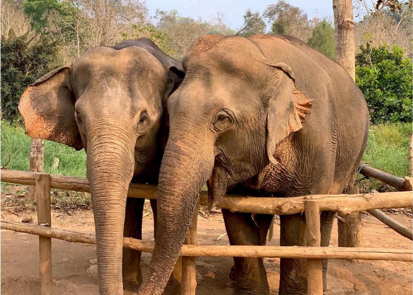 MandaLao Elephant Conservation