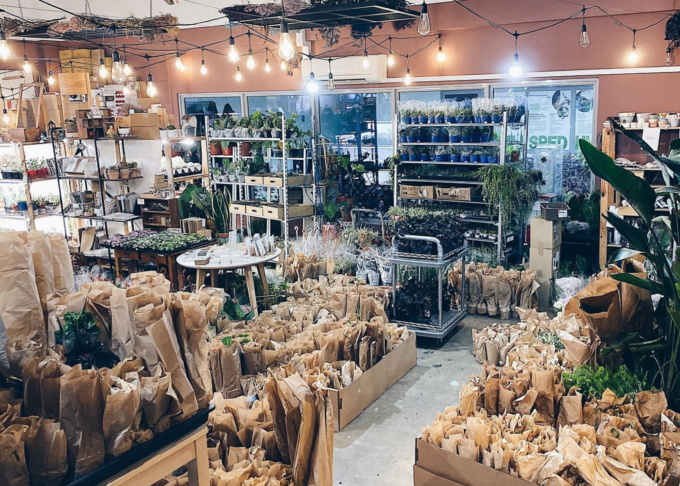 Rabbit Island | Air plants Singapore