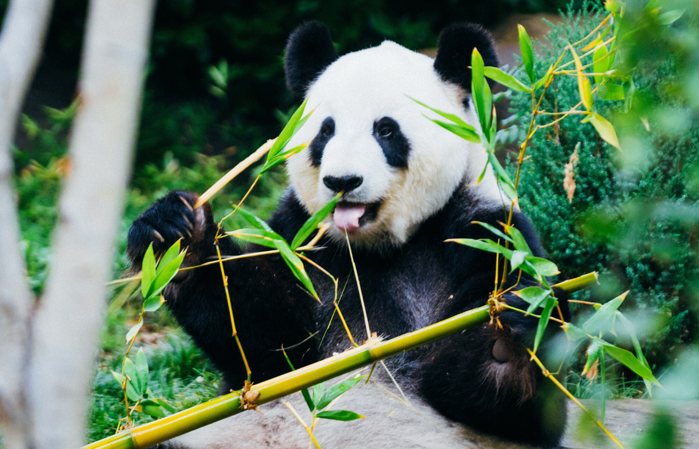 panda eating bamboo