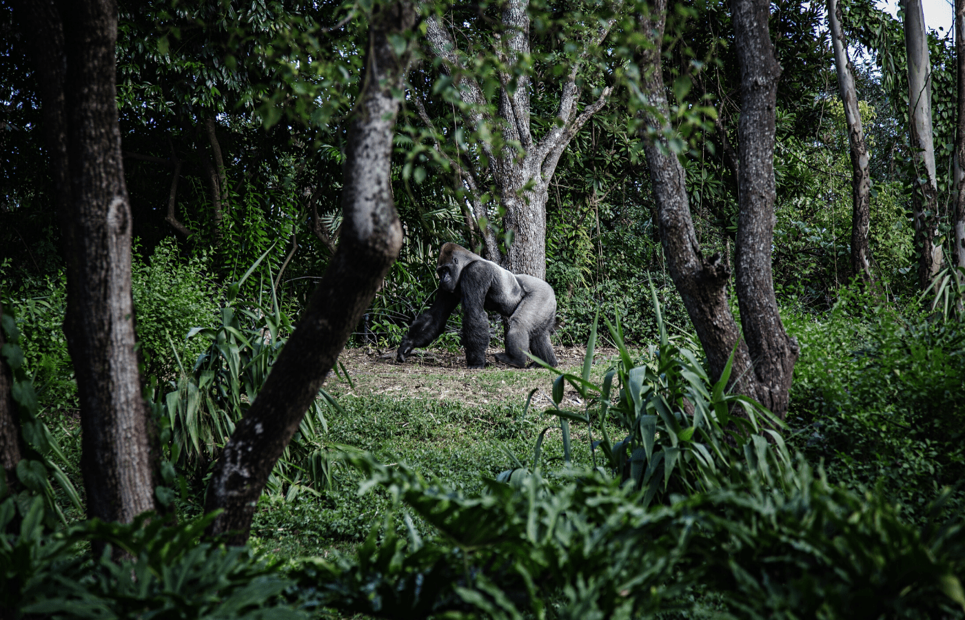 gorilla in the jungle | animal livestreams