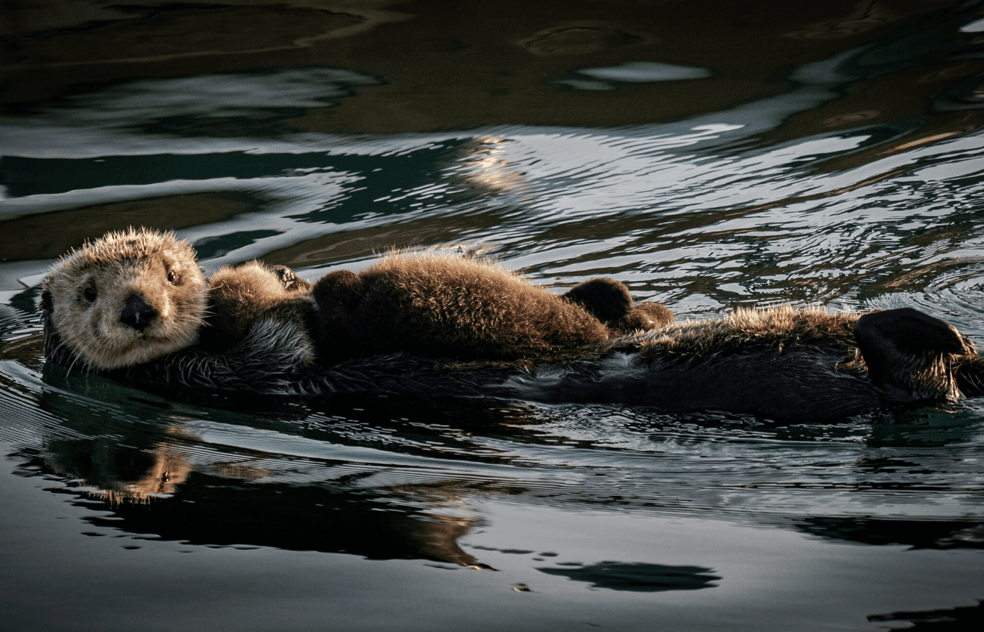 otters swimming | animal livestreams