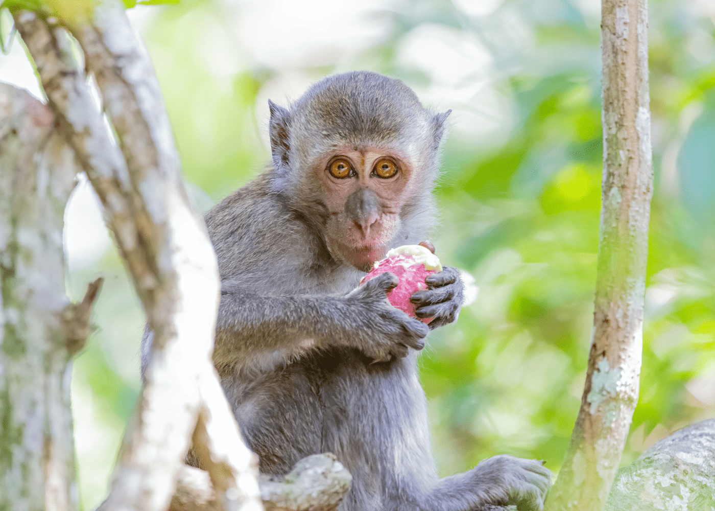 Singapore Law: Please do not feed wildlife