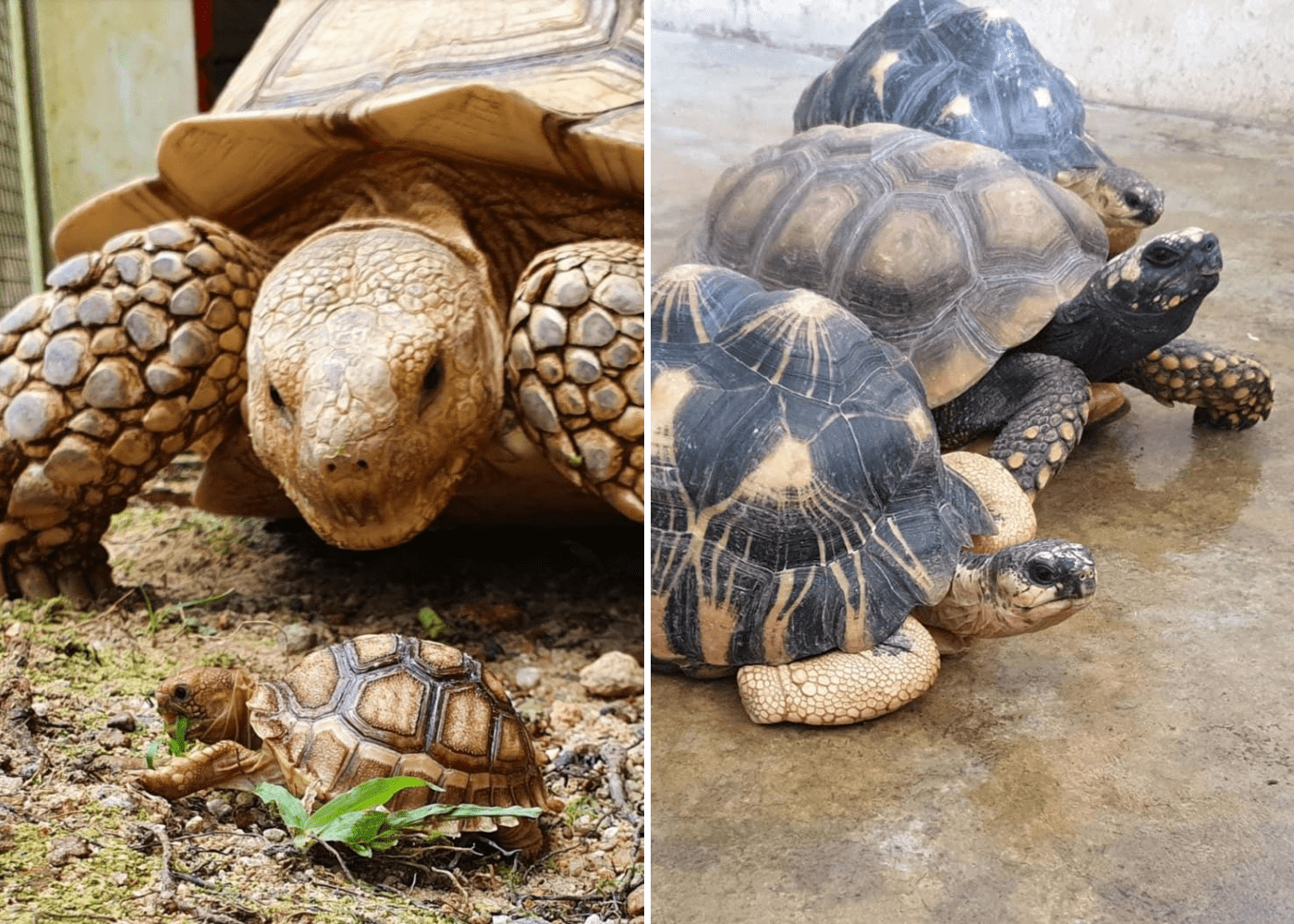 live turtle and tortoise museum | secret museums in singapore
