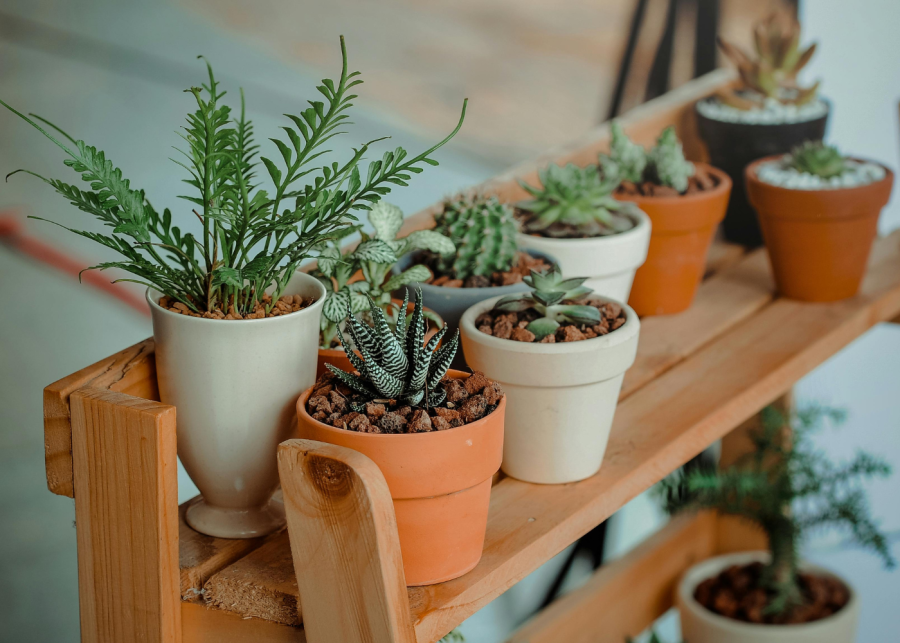 Spruce up your home with a lush green garden: Shop at the best plant nurseries in Singapore