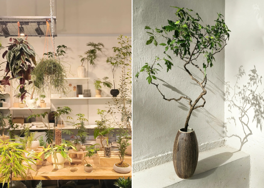 plunt.co - best plant nursery in singapore