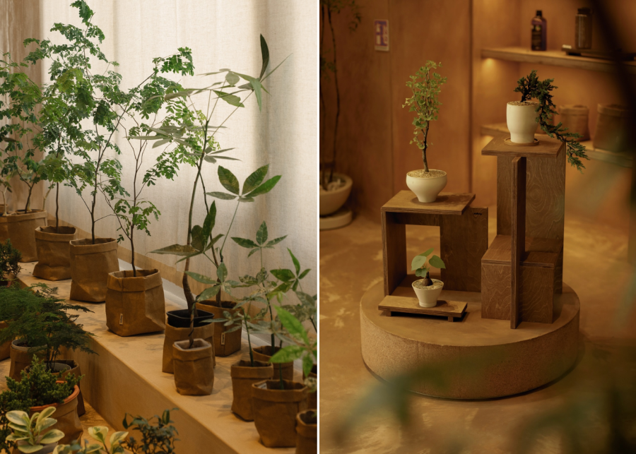 soilboy - best plant nursery in singapore