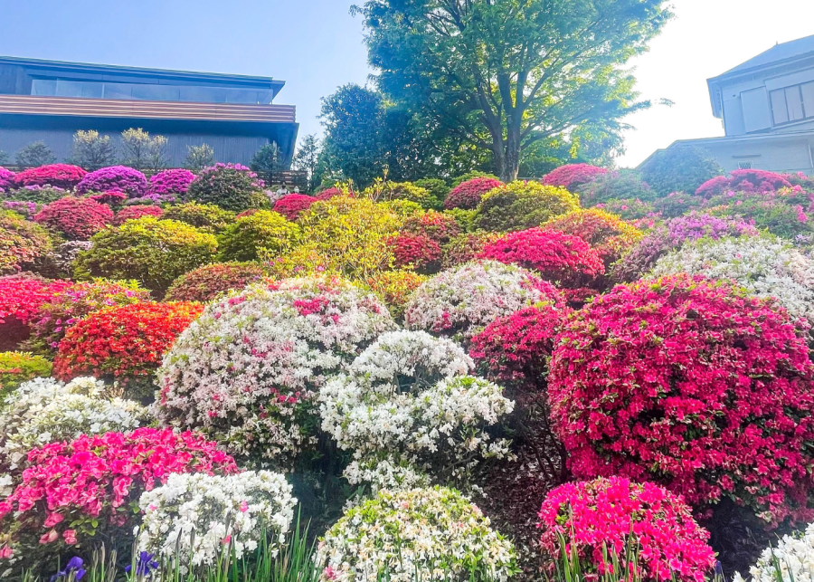azalea flower season japan