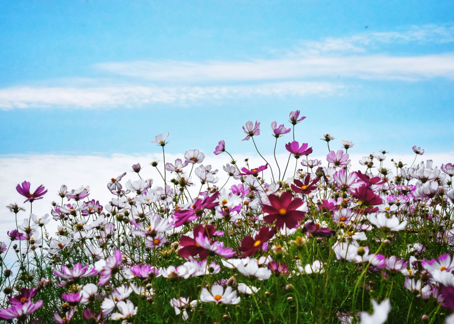 cosmos japan flower season