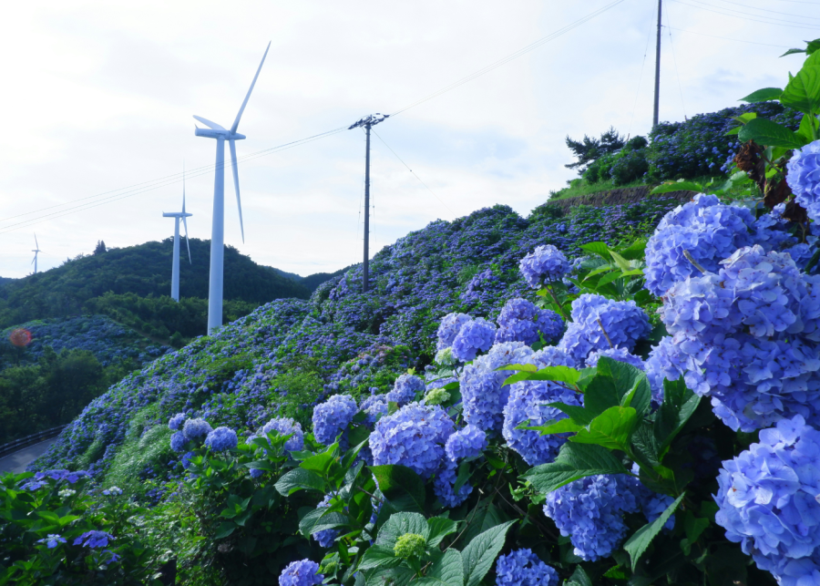 hydrangea flower fields japan