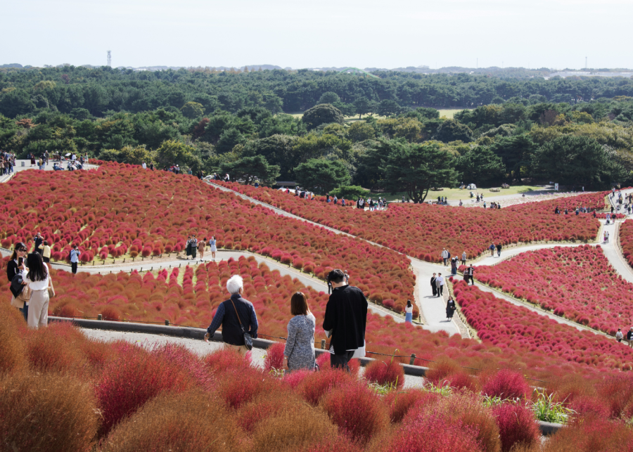 kochia japan flower fields