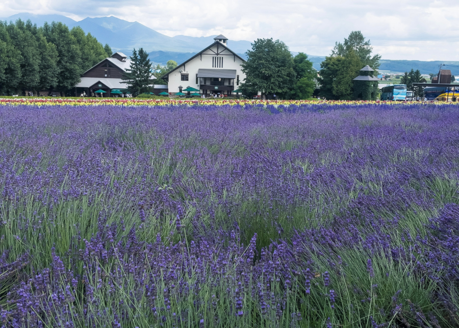 lavender flower field japan