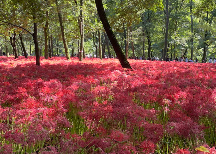 spider lilies in bloom japan
