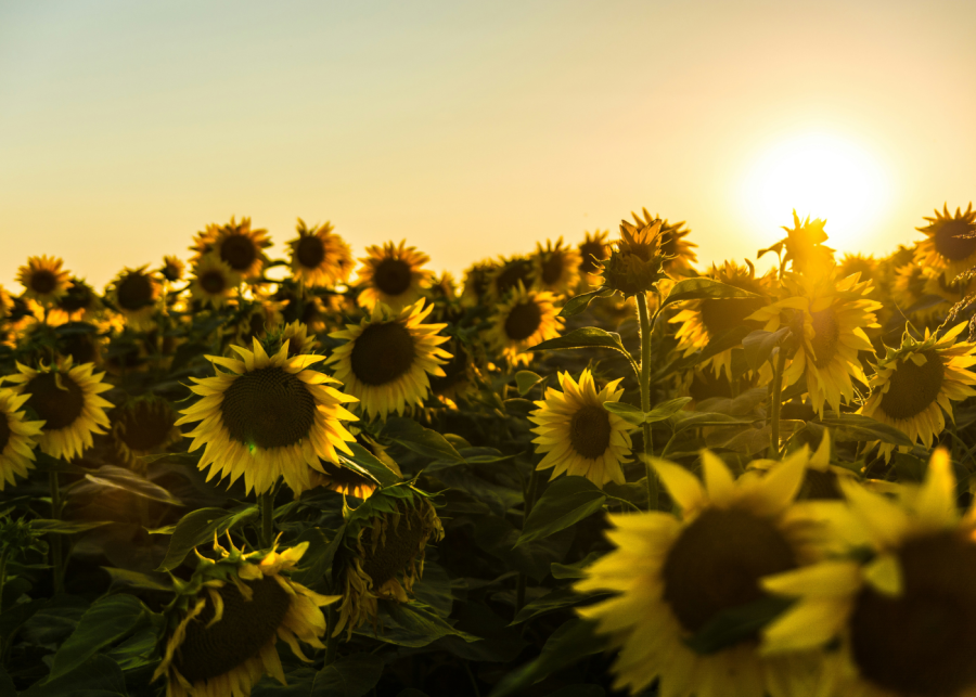 sunflower bloom in japan