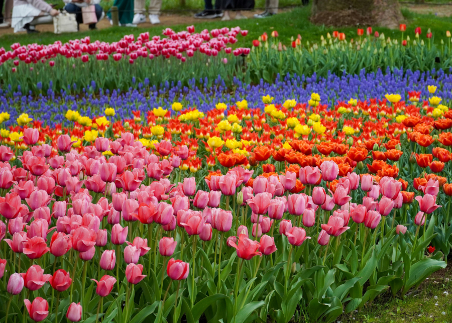 tulip flower field japan
