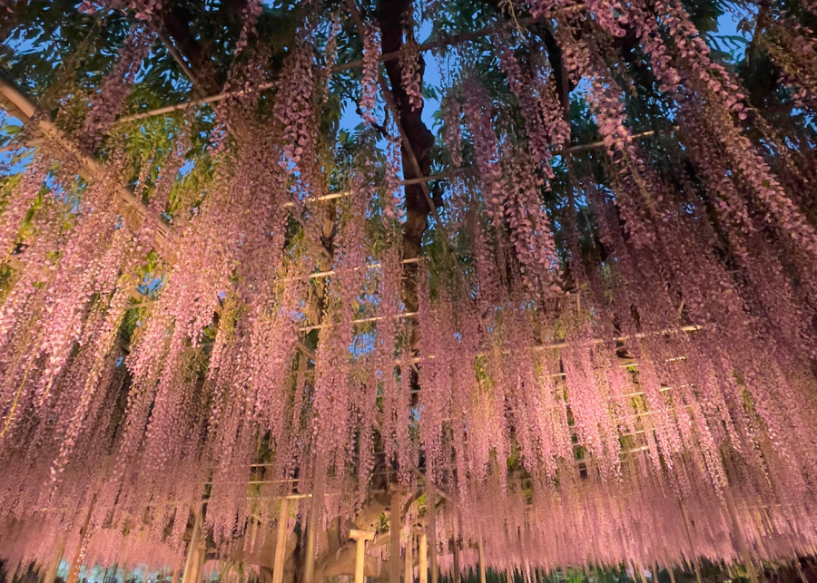 wisteria flower season japan